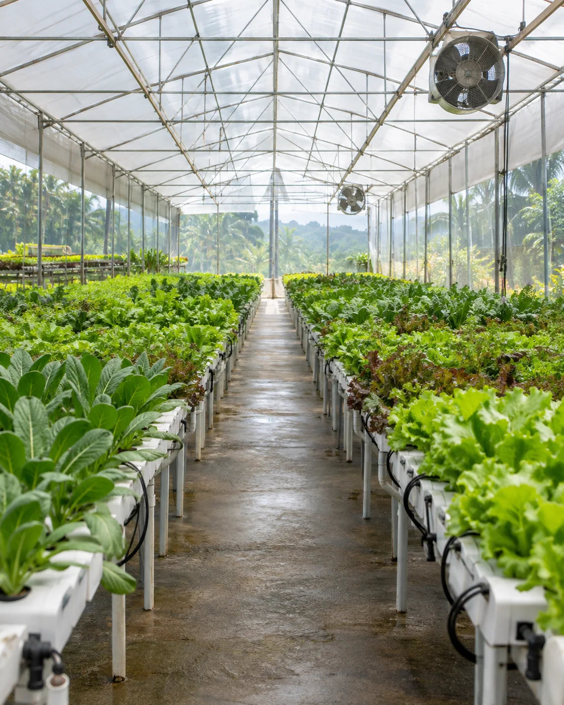 Illustrative commercial-scale hydroponic greenhouse