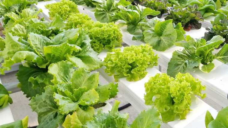 How to embrace organic farming through hydroponics